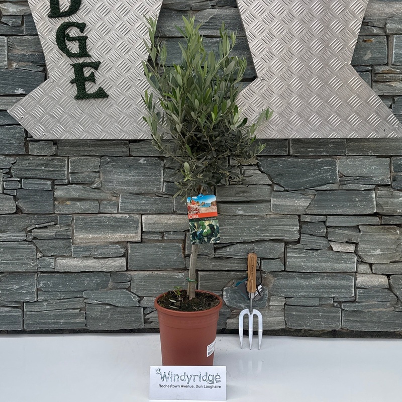 Olive Tree Olea europaea  P21  50 CM STEM