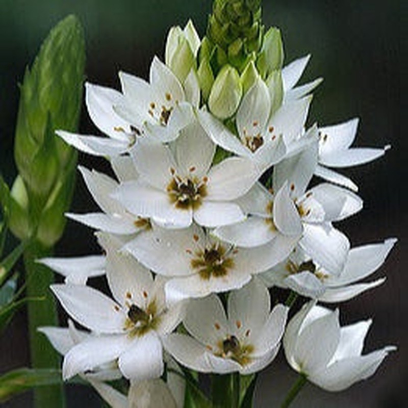 Ornithogalum Snow Flake