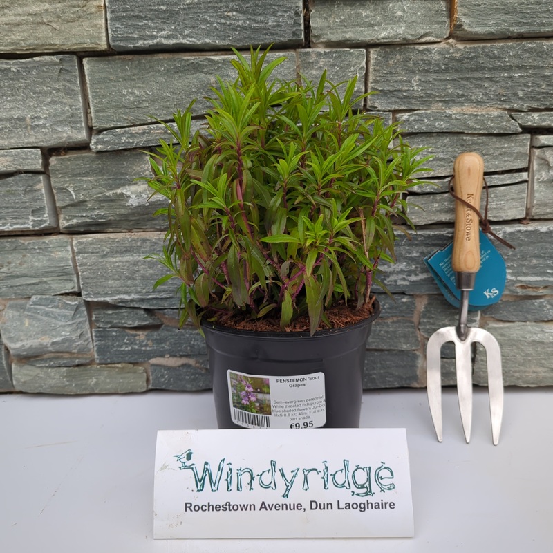 PENSTEMON Sour Grapes 3lt