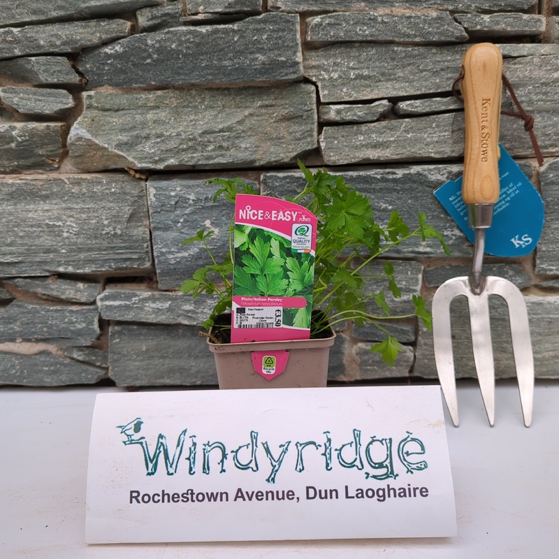 Plain Parsley 9cm