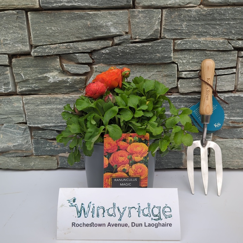 Ranunculus Orange 3 Ltr
