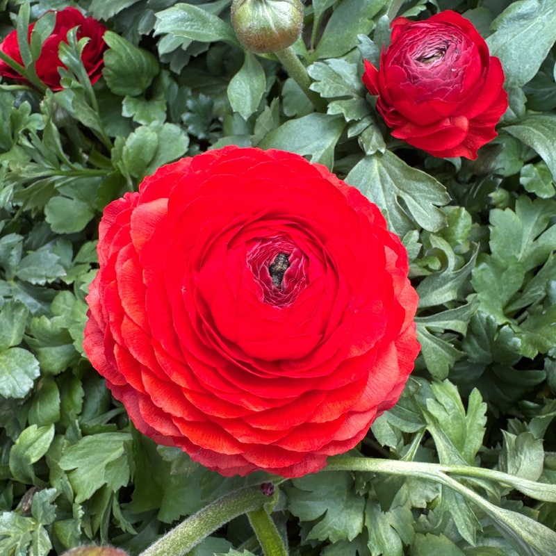 Ranunculus Red 3 Ltr