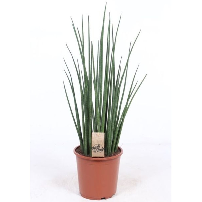 Sansevieria bacularis Mikado  P8
