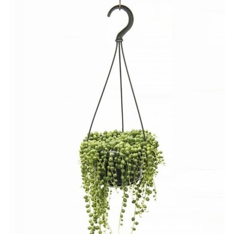 Senecio rowleyanus 14cm Hanging Pot ( String of Pearls )