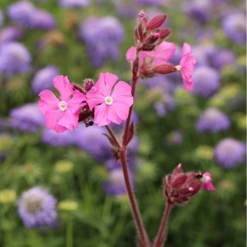 SILENE Rolleys Favourite