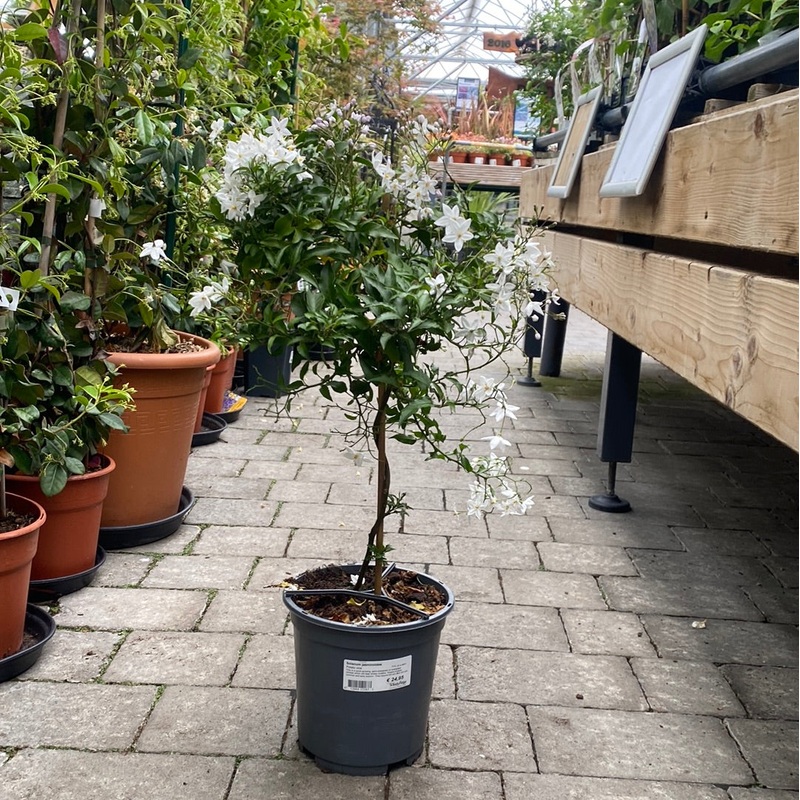 Solanum jasminoides / P19, on a stem