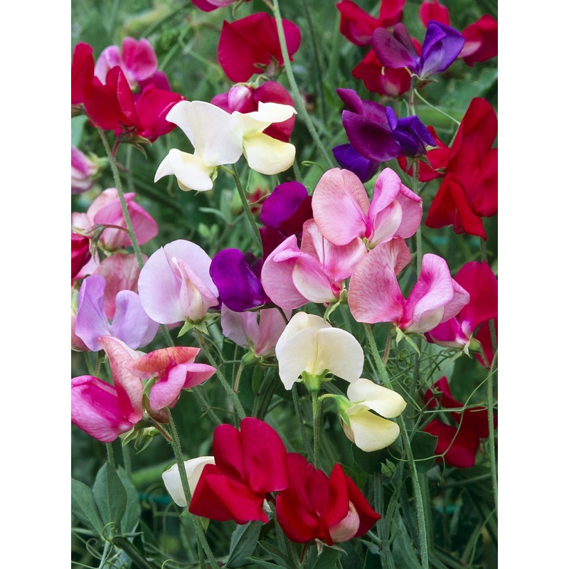 sweet pea on trellis (2Ltr Pot)