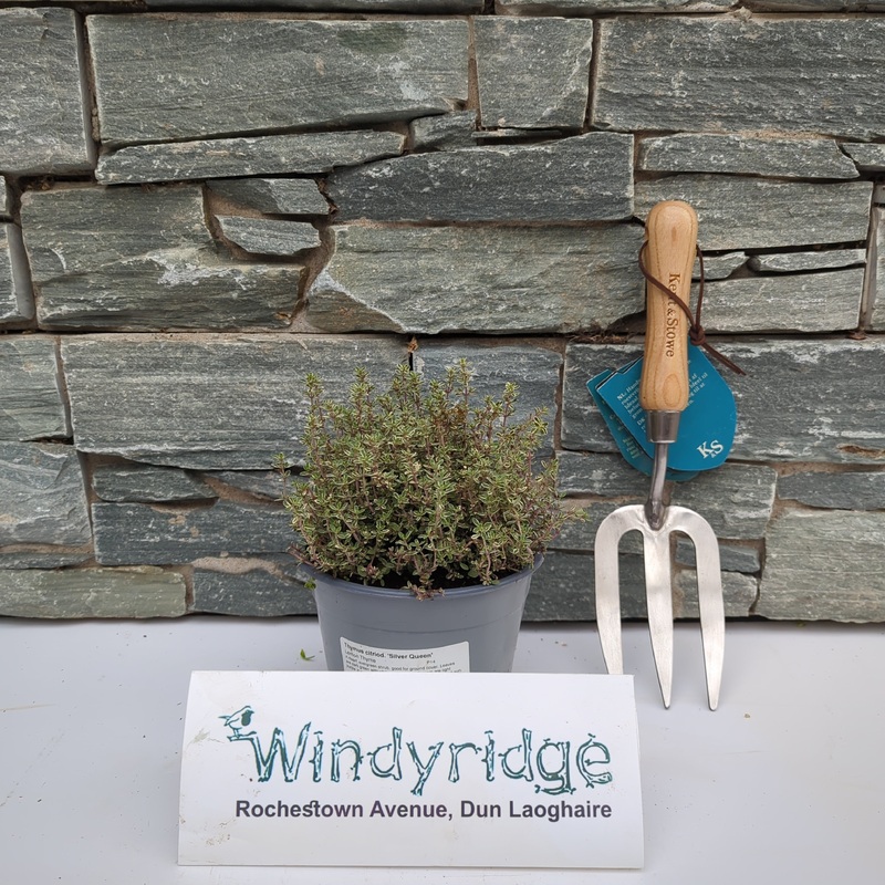 Thymus citriod. Silver Queen