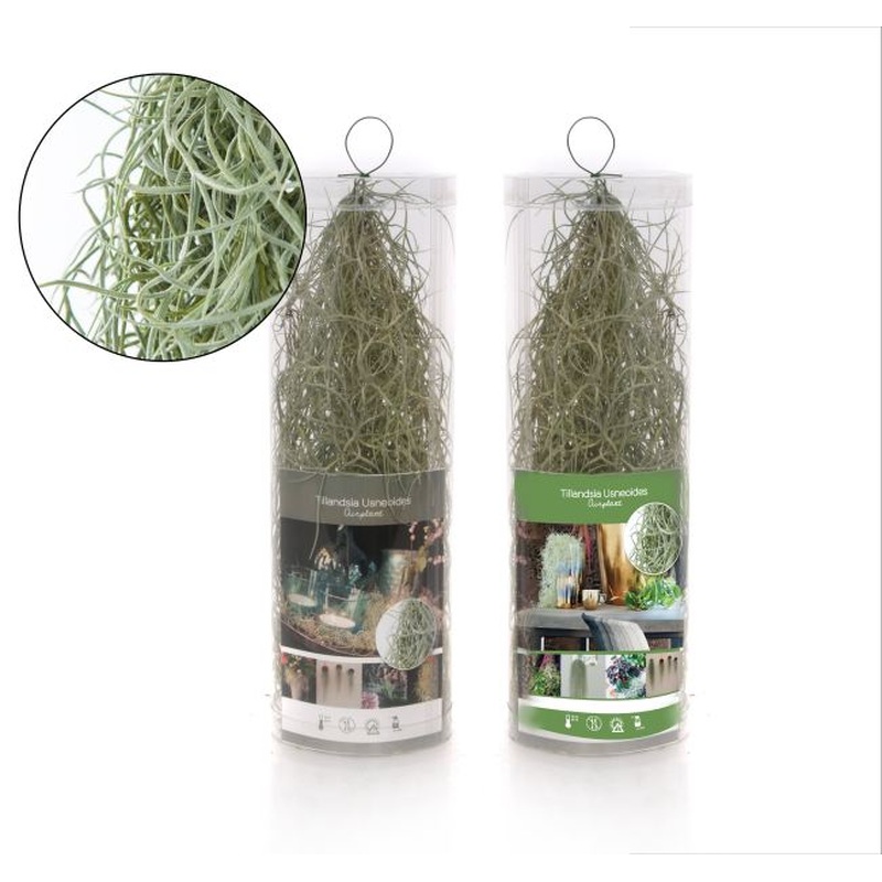 Tillandsia usneoides creations  Cylinder(plastic)