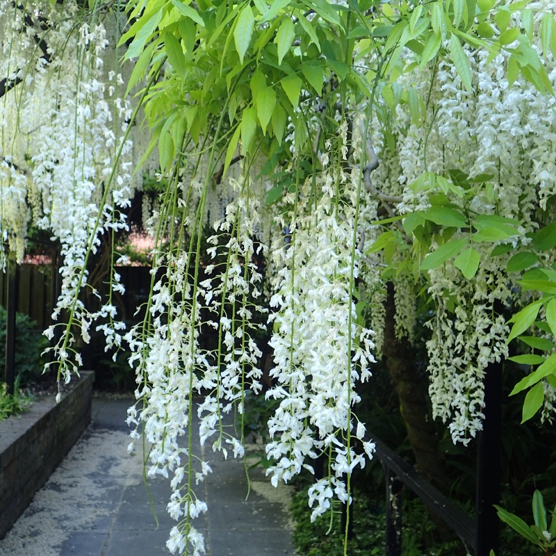 Wisteria flor. Alba
