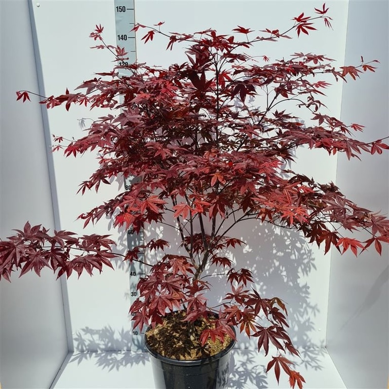 Acer palmatum Red Emperor  100-125 CM C20