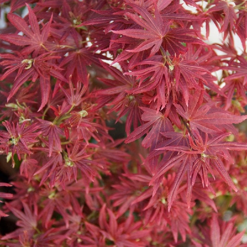 Acer palmatum Shaina  5 Ltr pot