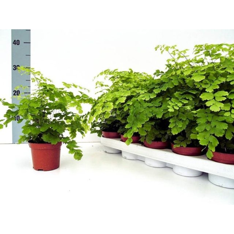 Adianthum radd. Fragans