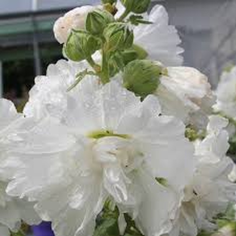 Alcea rosea White