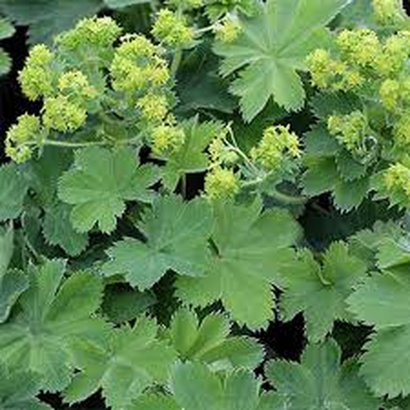 ALCHEMILLA ser.Gold Strike