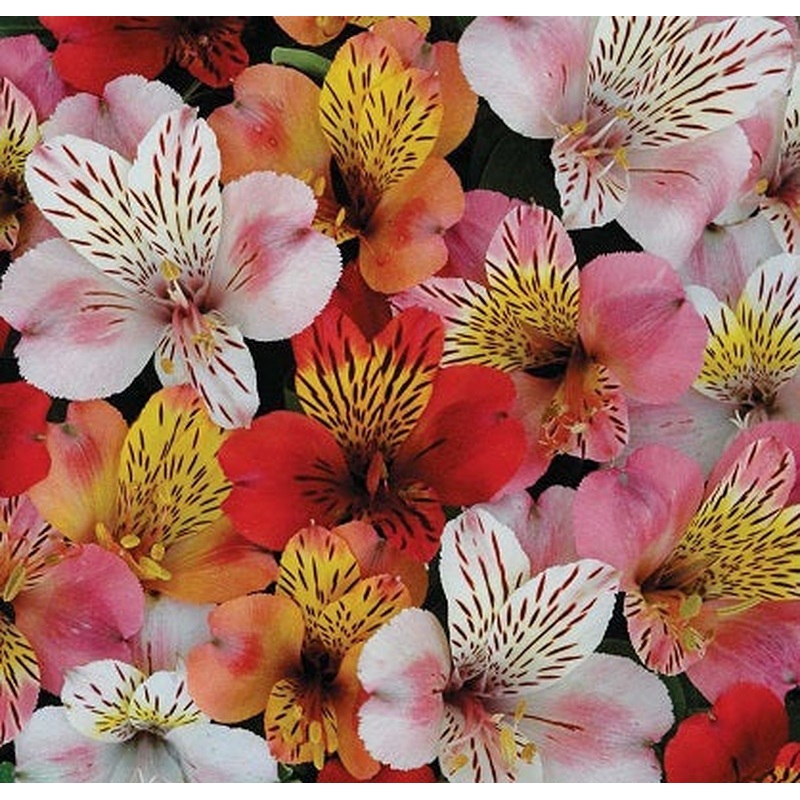 Alstroemeria Inca mix