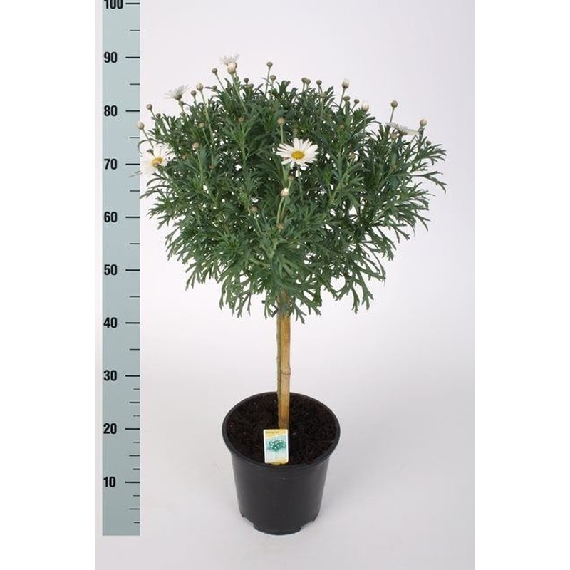 Argyranthemum frutescens(white) on a stem