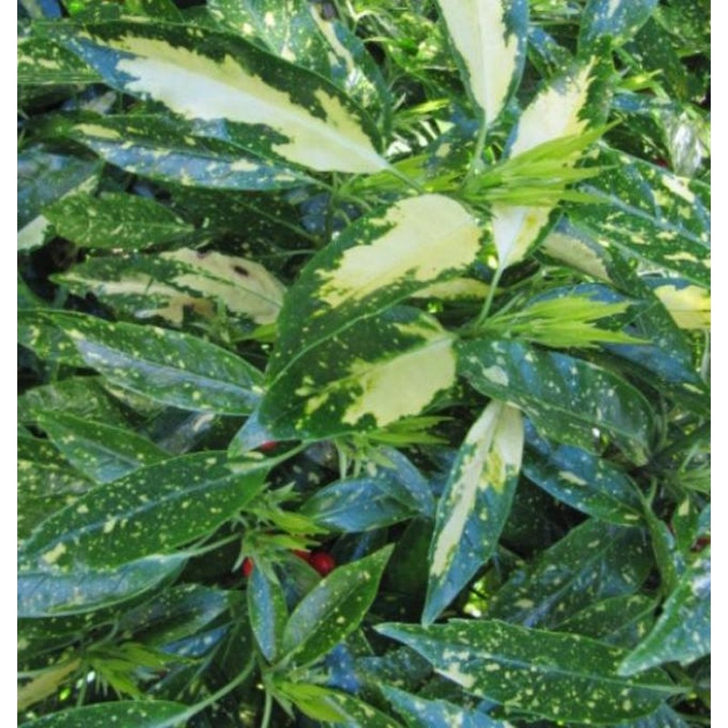 Aucuba Jap. Picturata