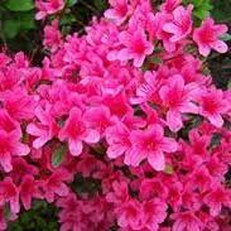 Azalea Silvester EEC PLANT PASSPORT 6746 ZP (T6  2018 ER)