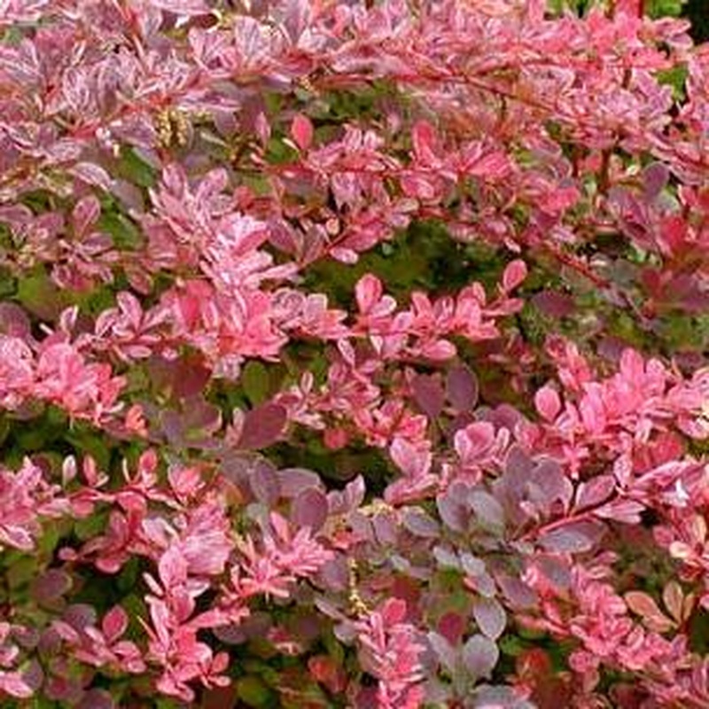 BERBERIS THUNBERGII HARLEQUIN