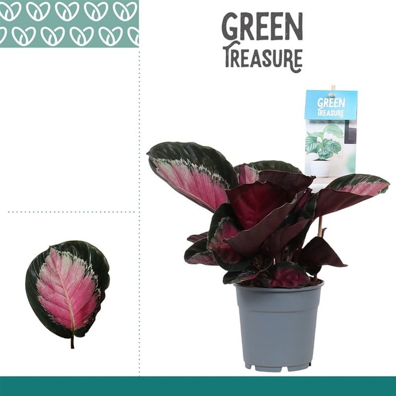 Calathea rosea-picta var. rosey / P12