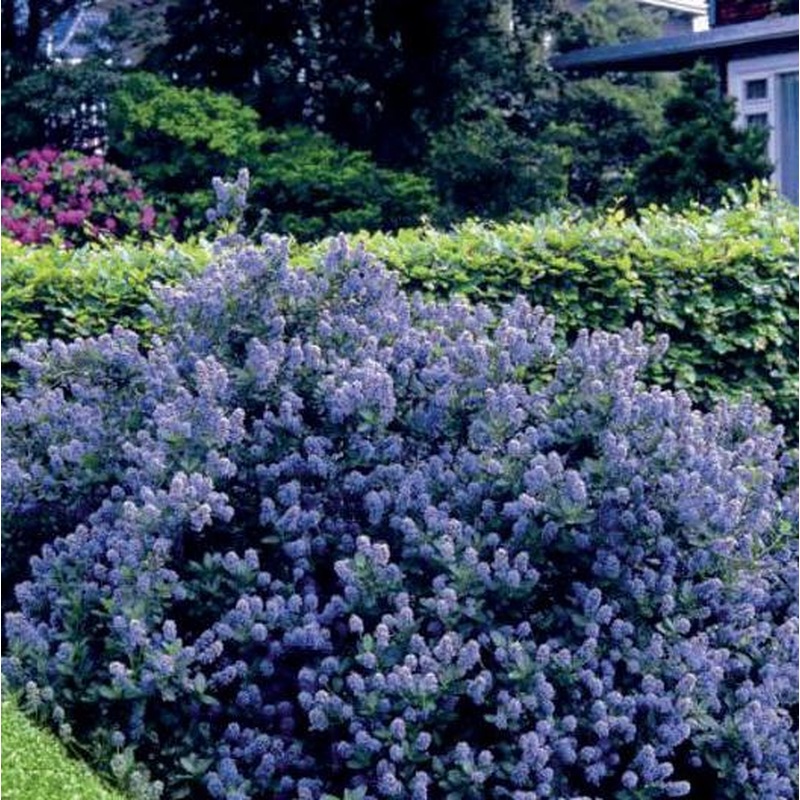 Ceanothus Victoria