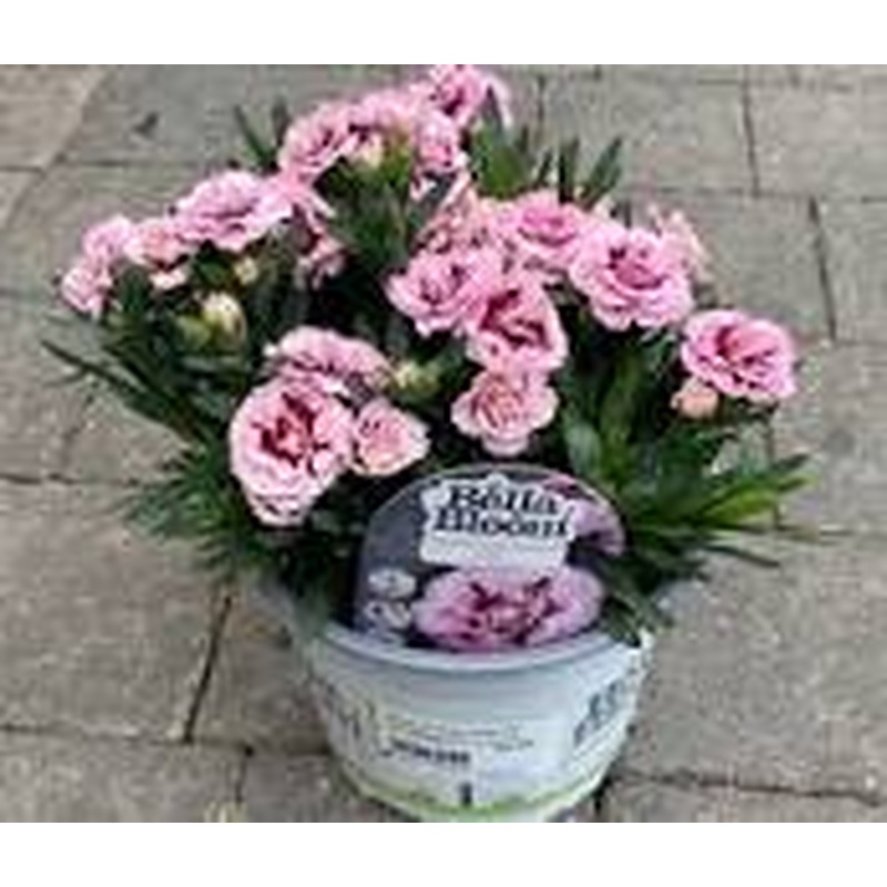 Dianthus car. Oscar Violet & Pink  P12