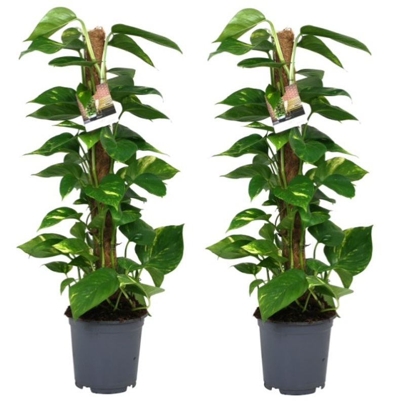 Epipremnum pinnatum  P19 + mosspole