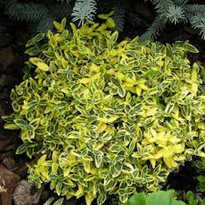 Euonmus Fort. Emerald n Gold