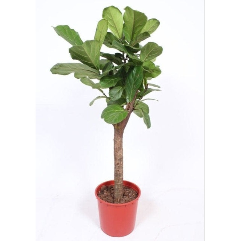 Ficus lyrata  P34  STEM