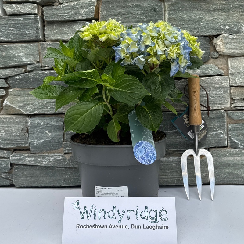 Hydrangea macr. Blue  P23, 7+ flower