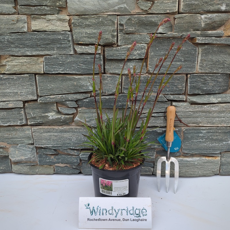 LYCHNIS viscaria Plena