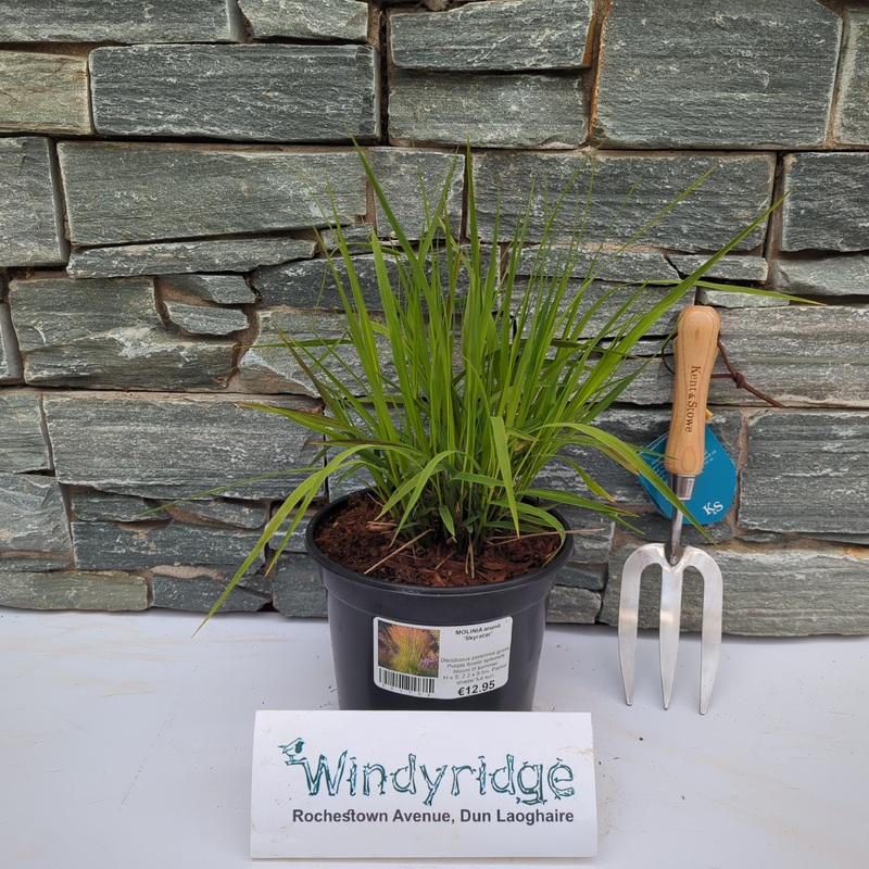MOLINIA arund. Skyracer