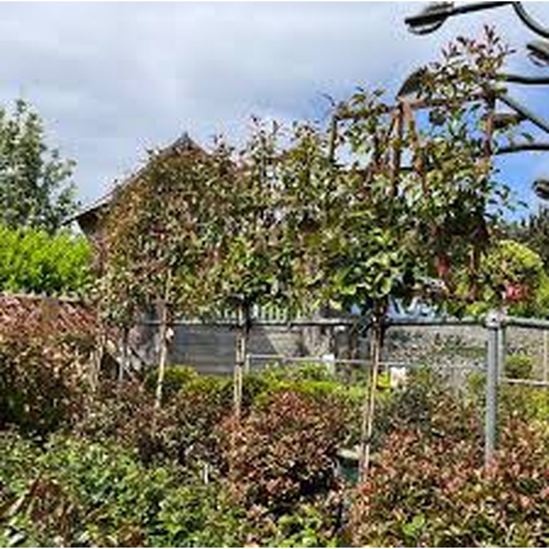 PHOTINIA SERR. RED ROBIN CLT 55   CIRC. TR. 10 - 12 CM  STD SPALL. LEGNO SU STELO 100 X 120 CM