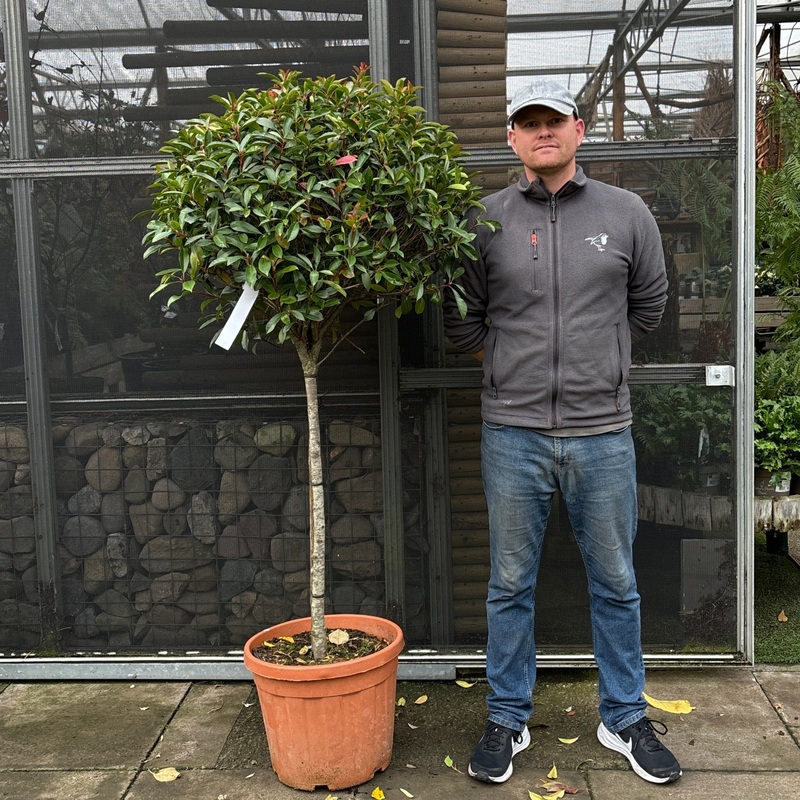 PHOTINIA SERR. RED ROBIN COMPATTA CLT 35   CIRC. TR. 08 - 10 CM   CHIOMA 50- 60 CM 1/2 STD