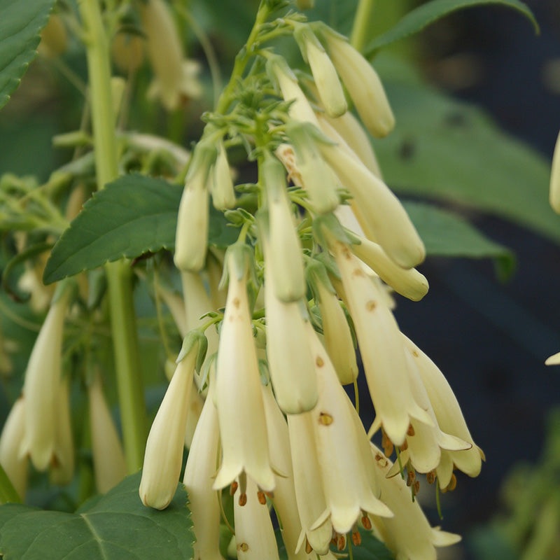 Phygelius Croftway YellowSovereign