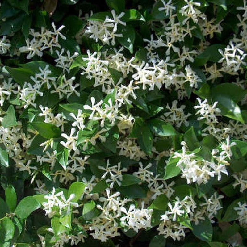 RHYNCOSPERMUM JASMINOIDES  H 100 - 150 CM