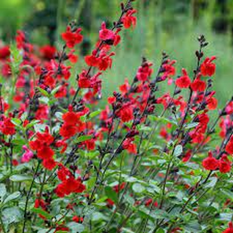 SALVIA Royal Bumble 3Ltr Pot