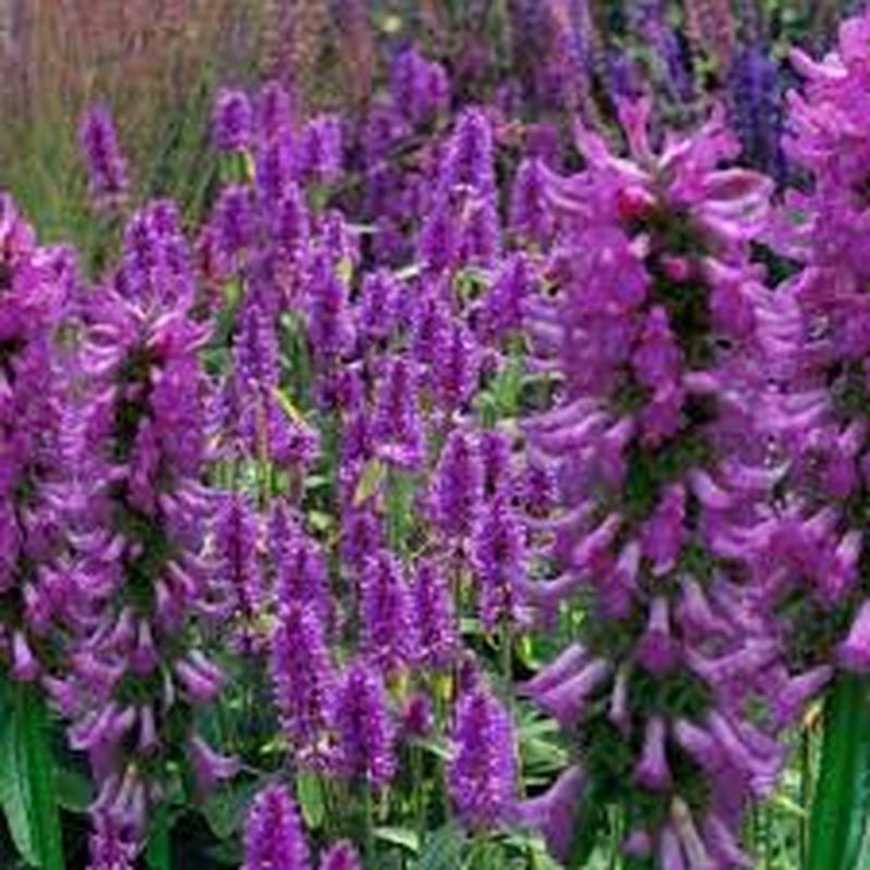 Stachys officinalis Ukkie
