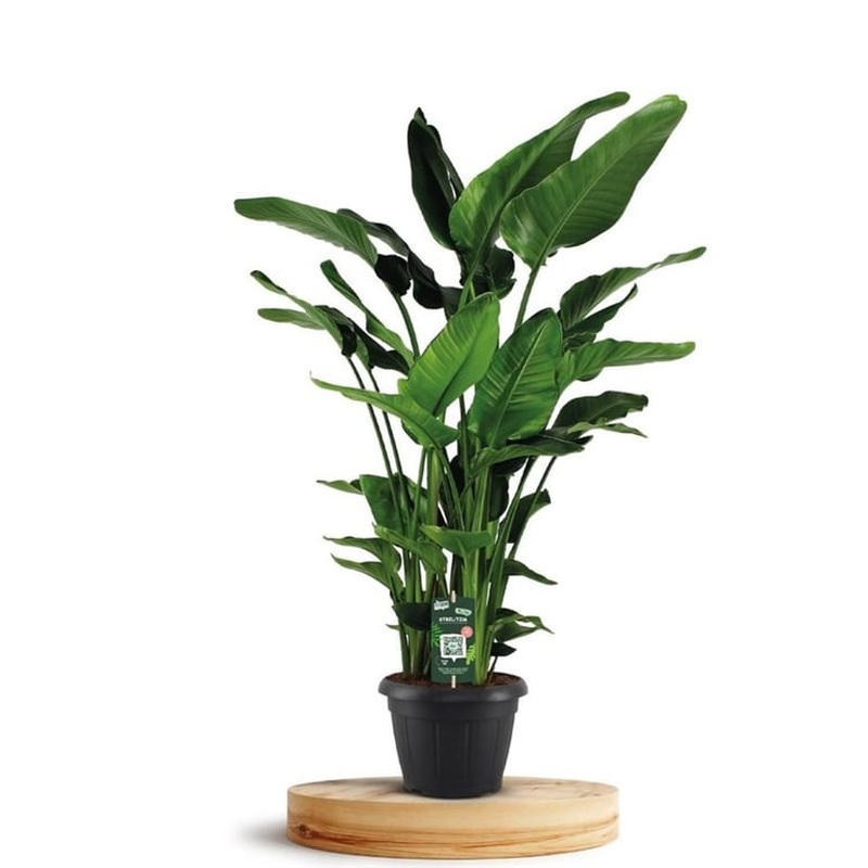 Strelitzia nicolai  P35