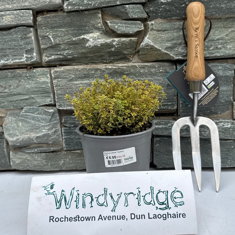 Thymus citriod. Aureus  P14