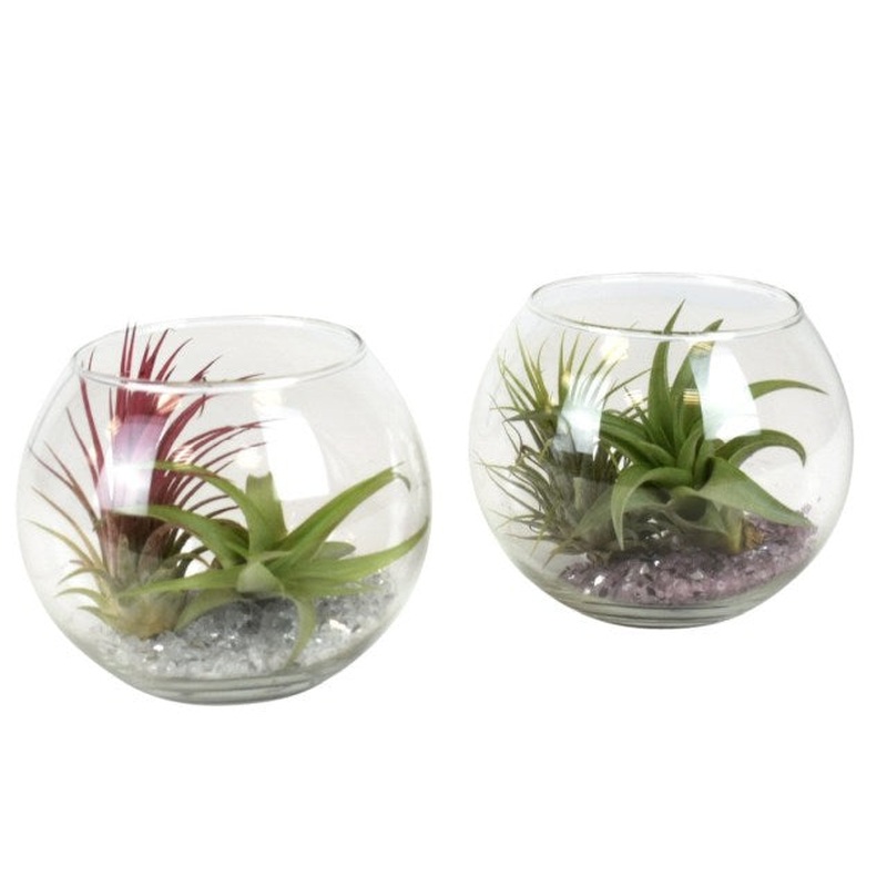 Tillandsia, Airplants mix  10 cm glass pot