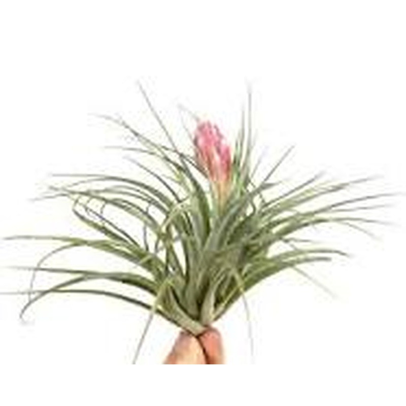 Tillandsia Silver with flower