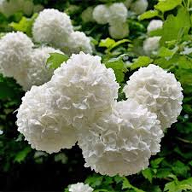 Viburnum opulus Roseum  C3.5