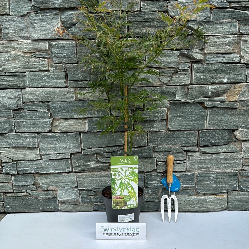 Acer palmatum Dissectum  3 Ltr pot