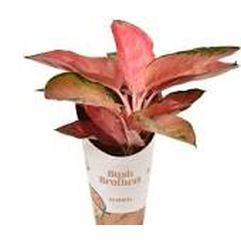 Aglaonema Red Star  P12