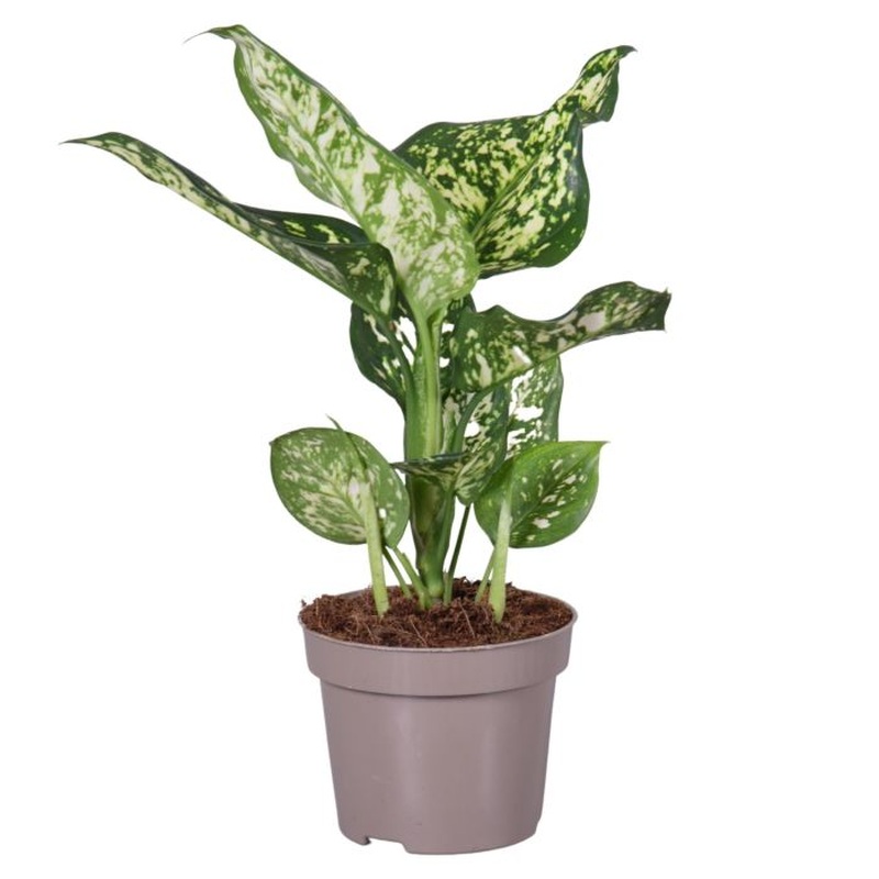 Aglaonema White Kiwi  P12