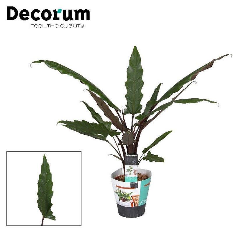 Alocasia lauterbachiana  P19