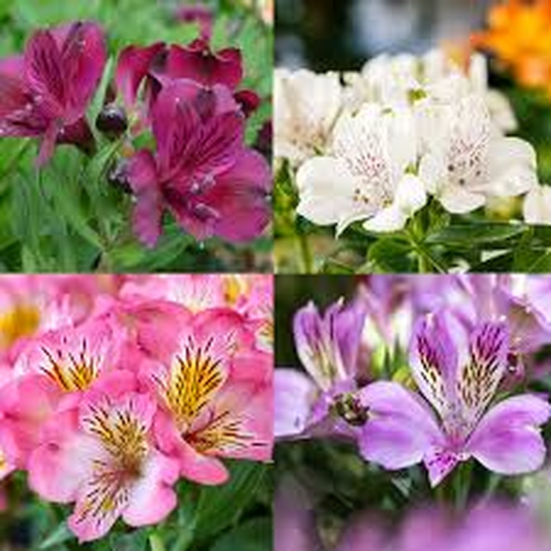 Alstroemeria Inticancha mix  P19