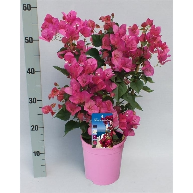 Bougainvillea pink  P17  trellis